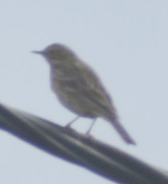 Pipit farlouse - ML647106184