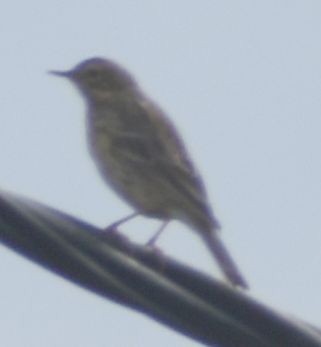 Pipit farlouse - ML647106185