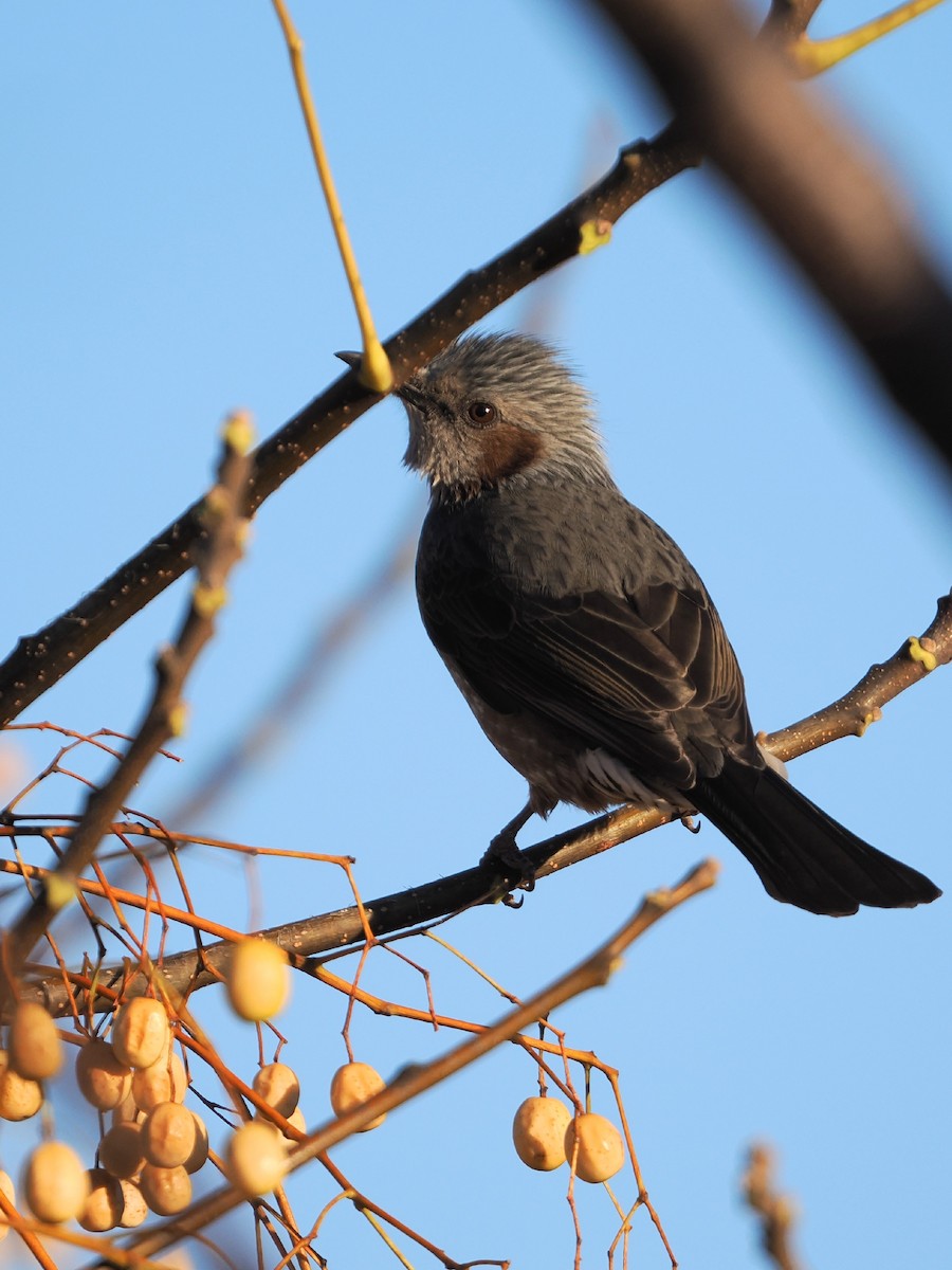 Étourneau gris - ML647106186