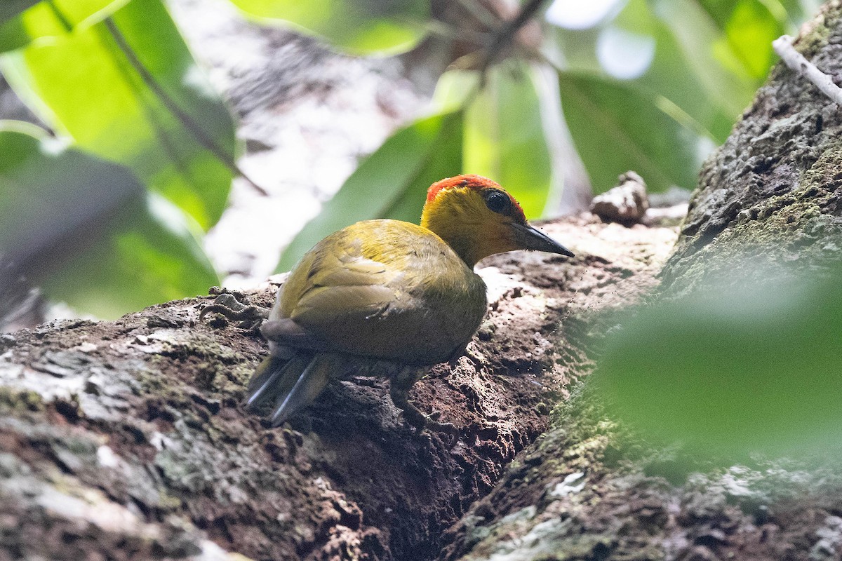 Pic à gorge jaune - ML647106187