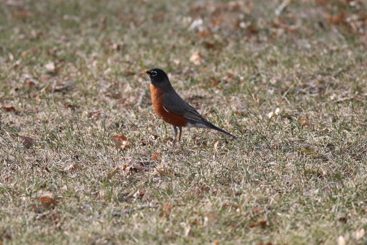 Merle d'Amérique - ML647106189