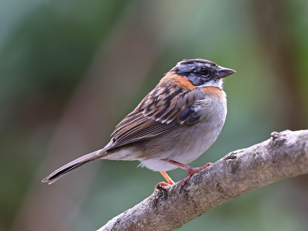 Bruant chingolo - ML647106190