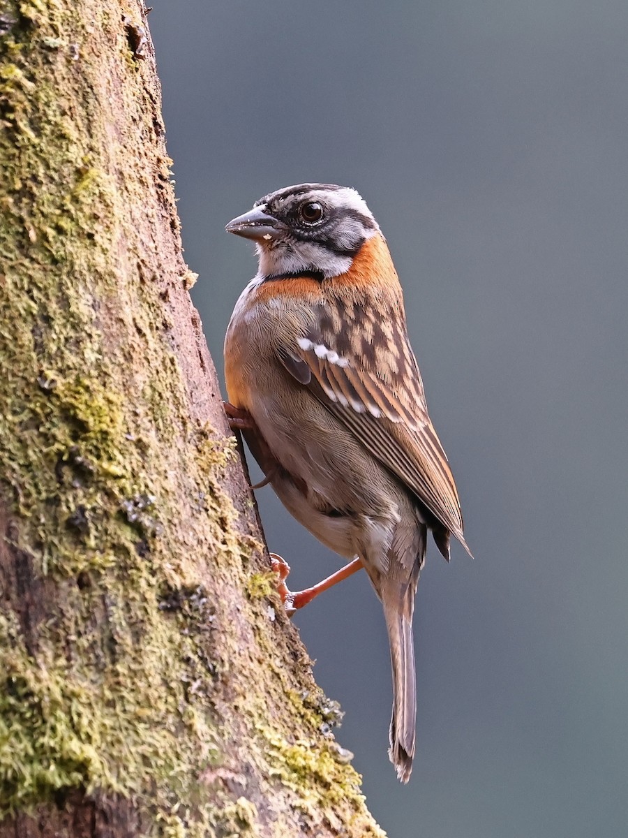 Bruant chingolo - ML647106191