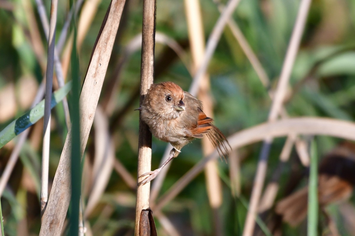 Paradoxornis de Webb - ML647106192