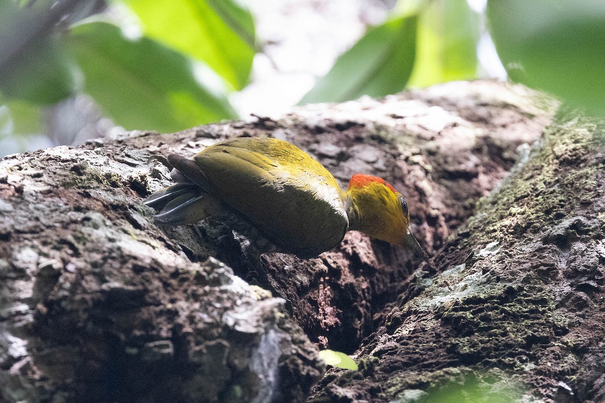 Pic à gorge jaune - ML647106193