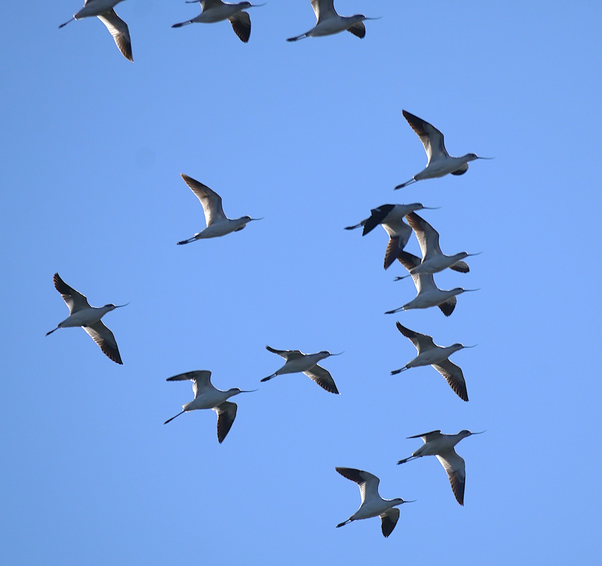 Avocette d'Amérique - ML647106199