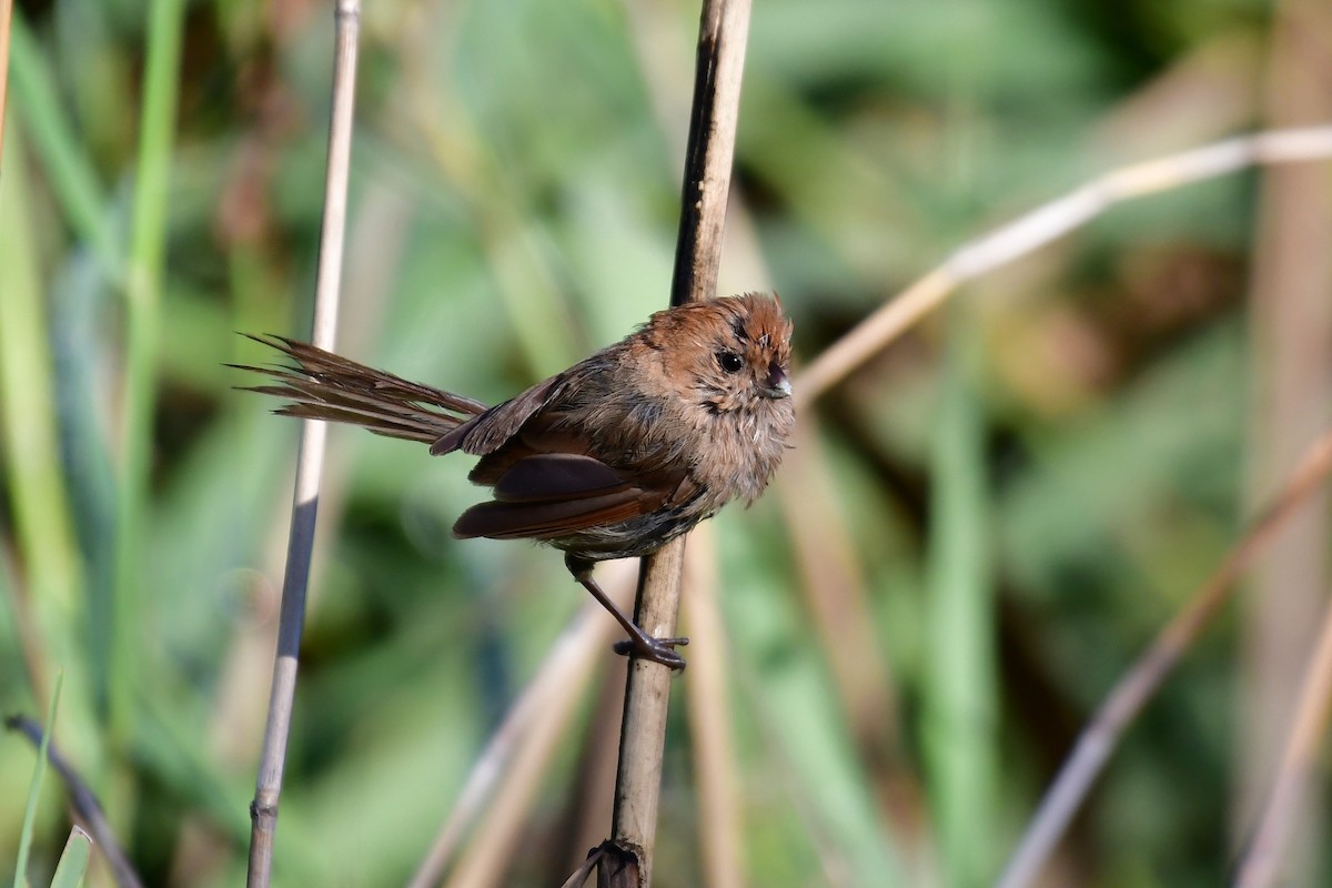 Paradoxornis de Webb - ML647106203