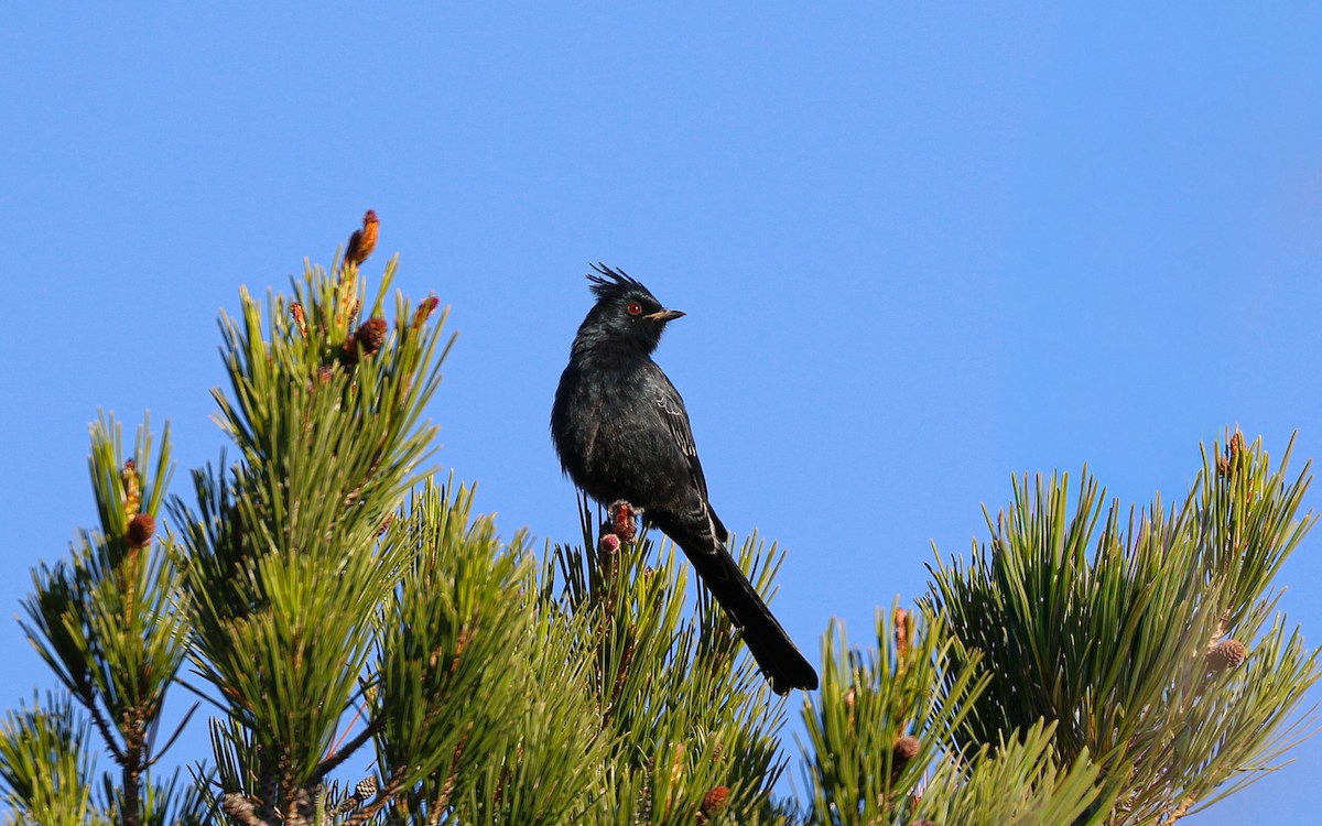 Phainopepla - ML647106205