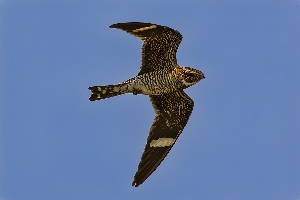 Engoulevent d'Amérique - ML647106206