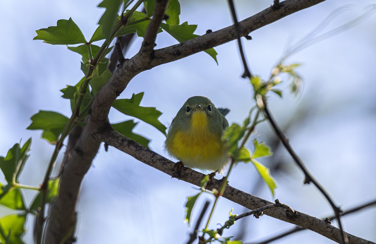 Northern Parula - ML647106212