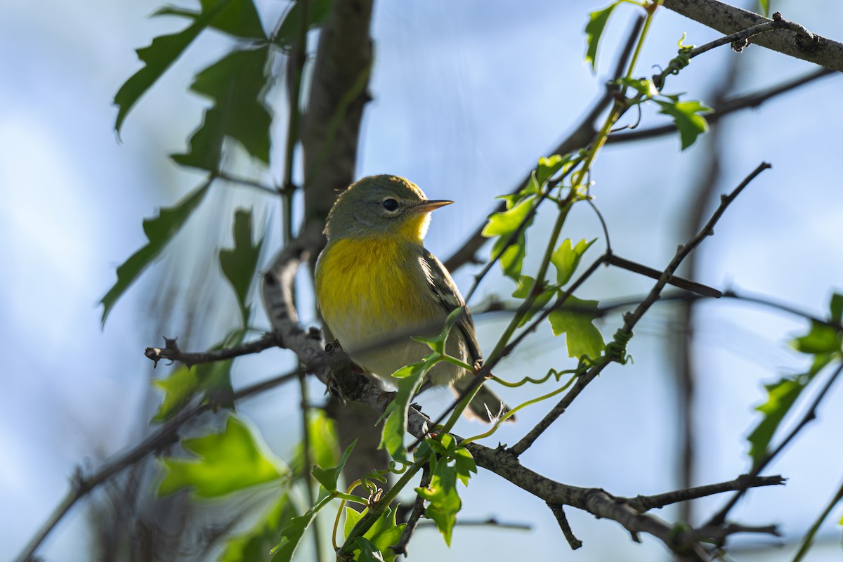 Northern Parula - ML647106213