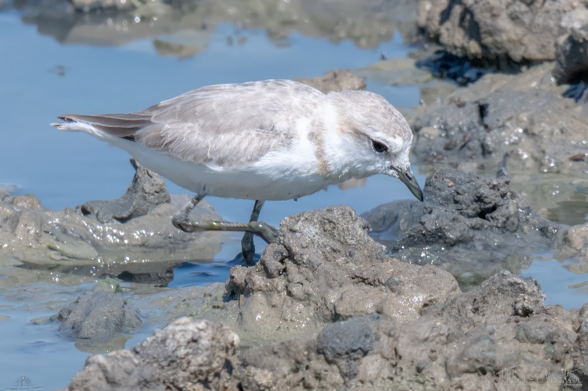 Chestnut-banded Plover - ML647106233
