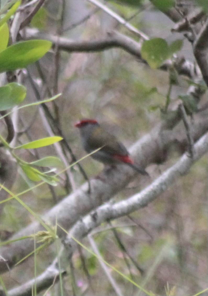 Краснобровая амадина - ML647106246