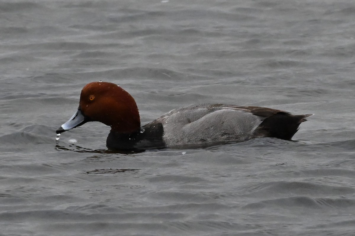 Redhead - ML647106247