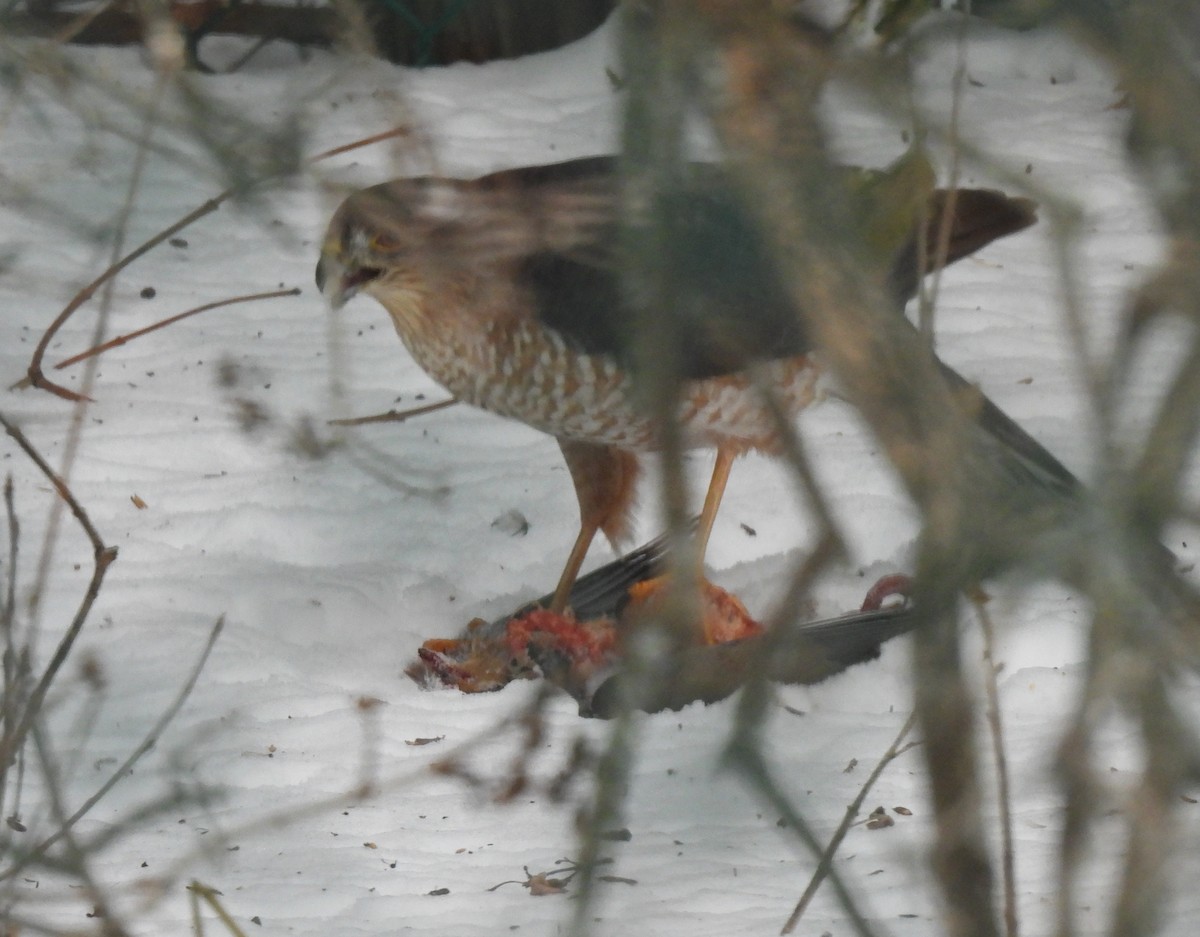 Sharp-shinned Hawk - ML647106248