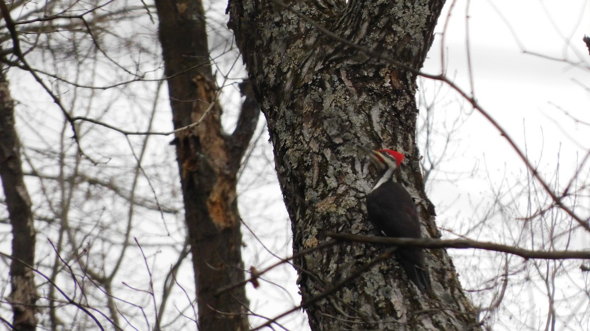 Pileated Woodpecker - ML647106255
