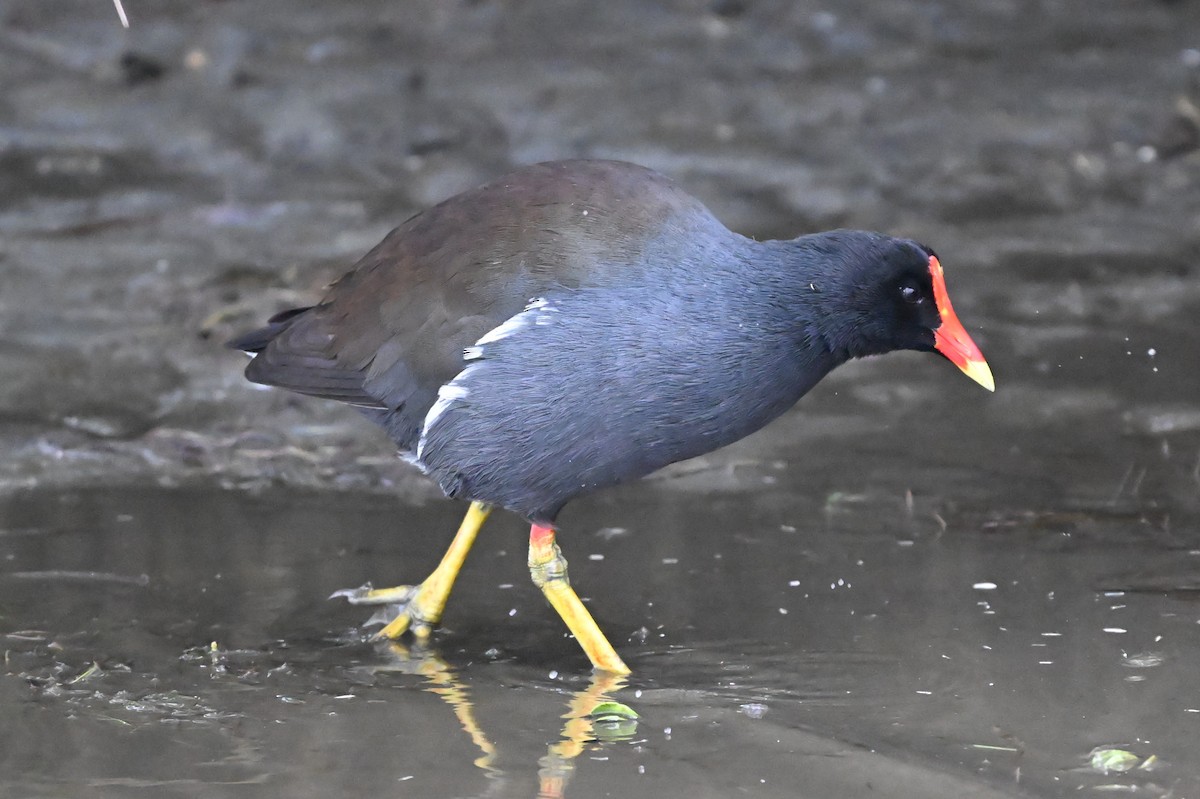 Курочка латиноамериканська - ML647106256