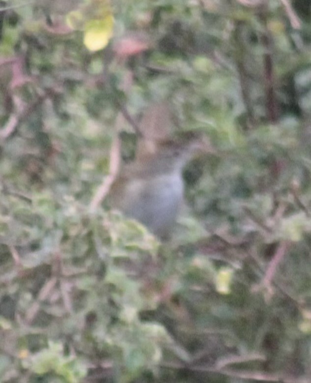 Матата руда - ML647106262