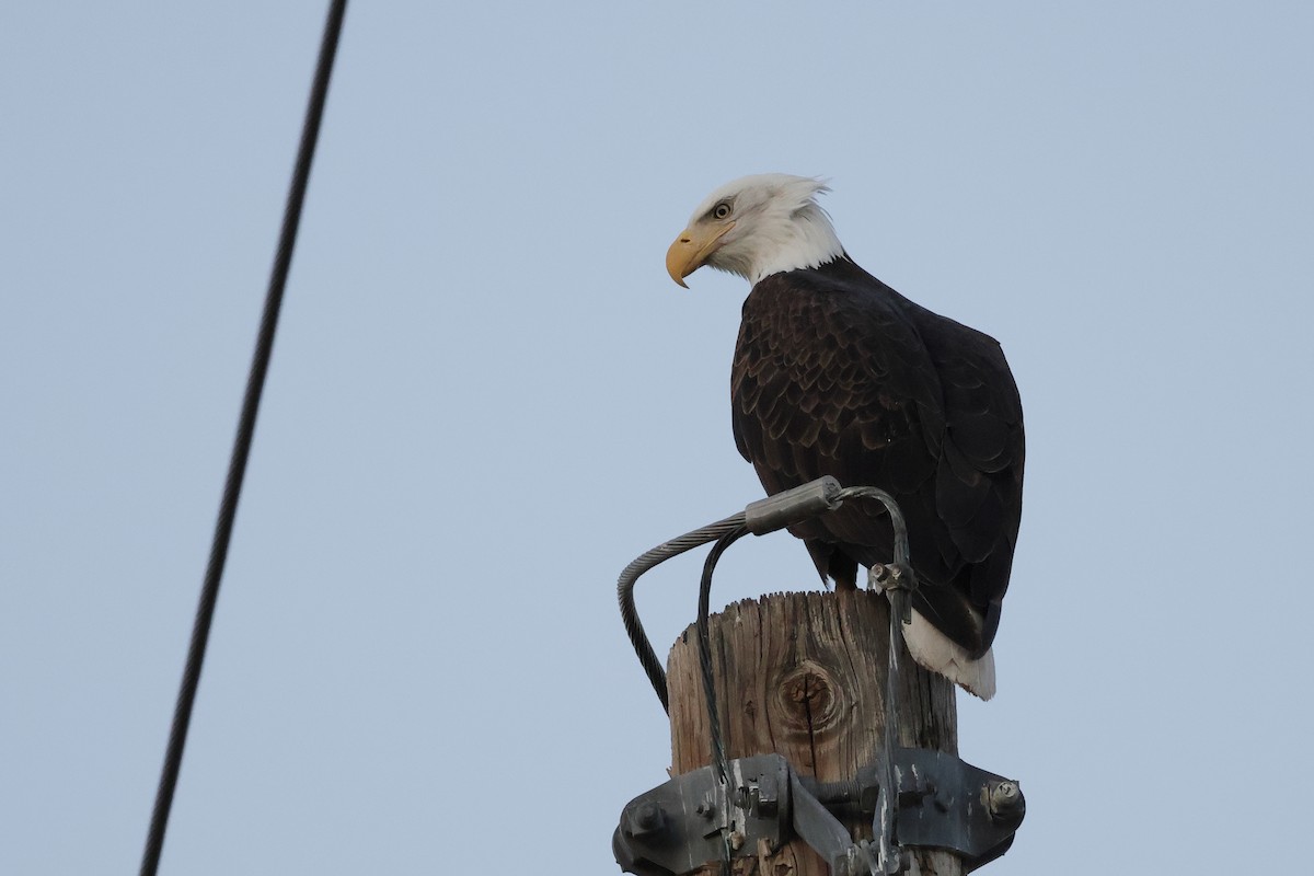 ハクトウワシ - ML647106272