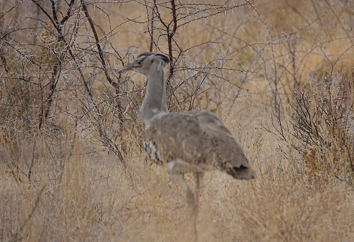 アフリカオオノガン - ML647106278