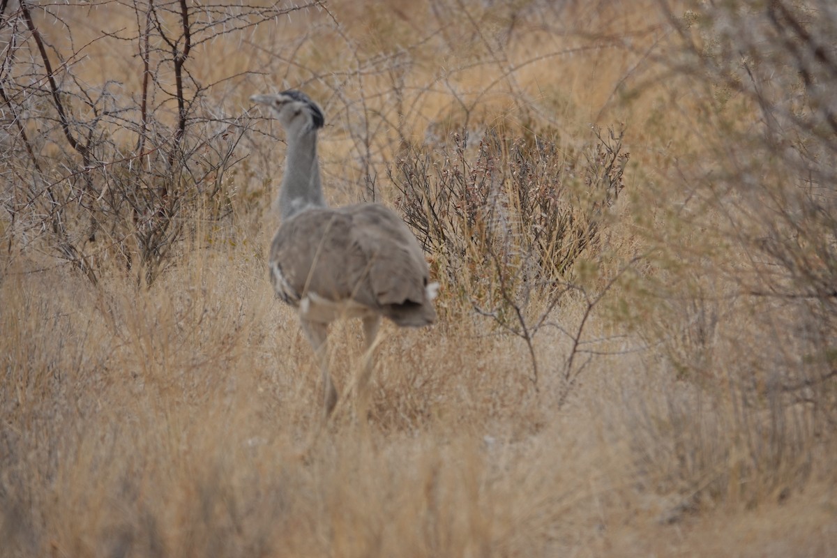 アフリカオオノガン - ML647106279