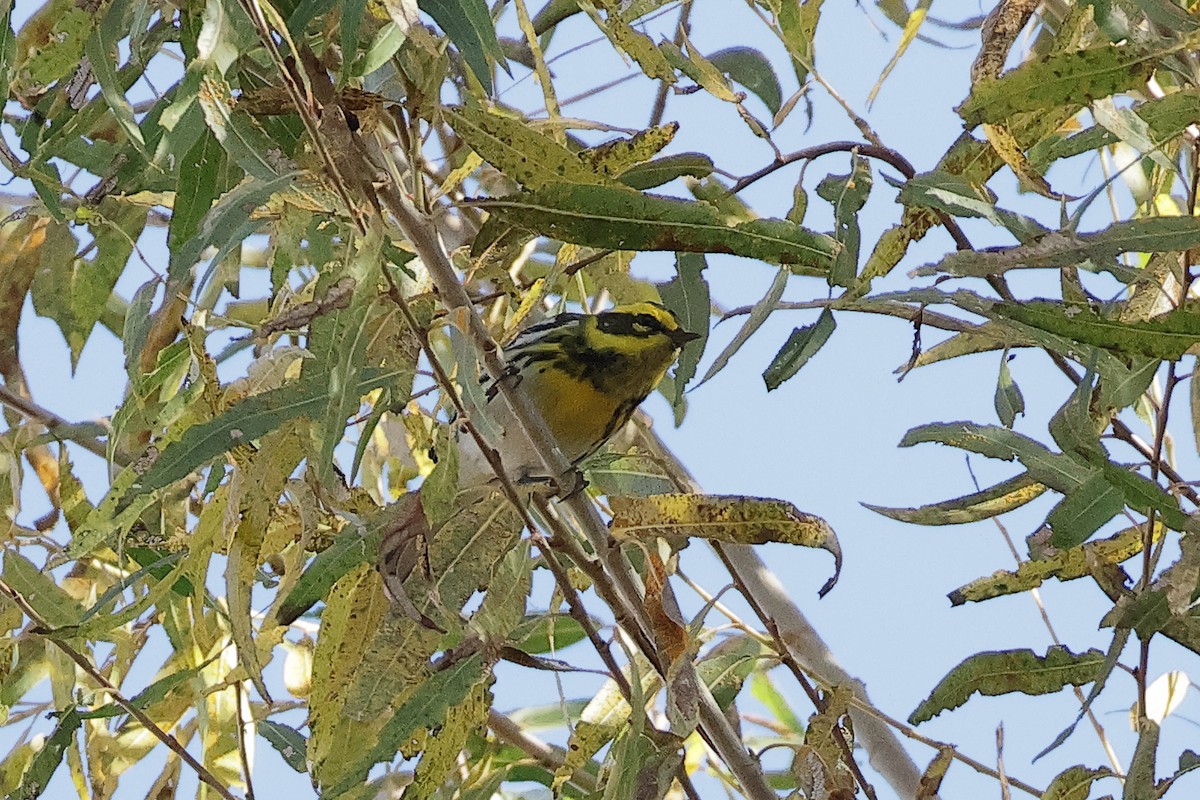 タウンゼンドアメリカムシクイ - ML647106287