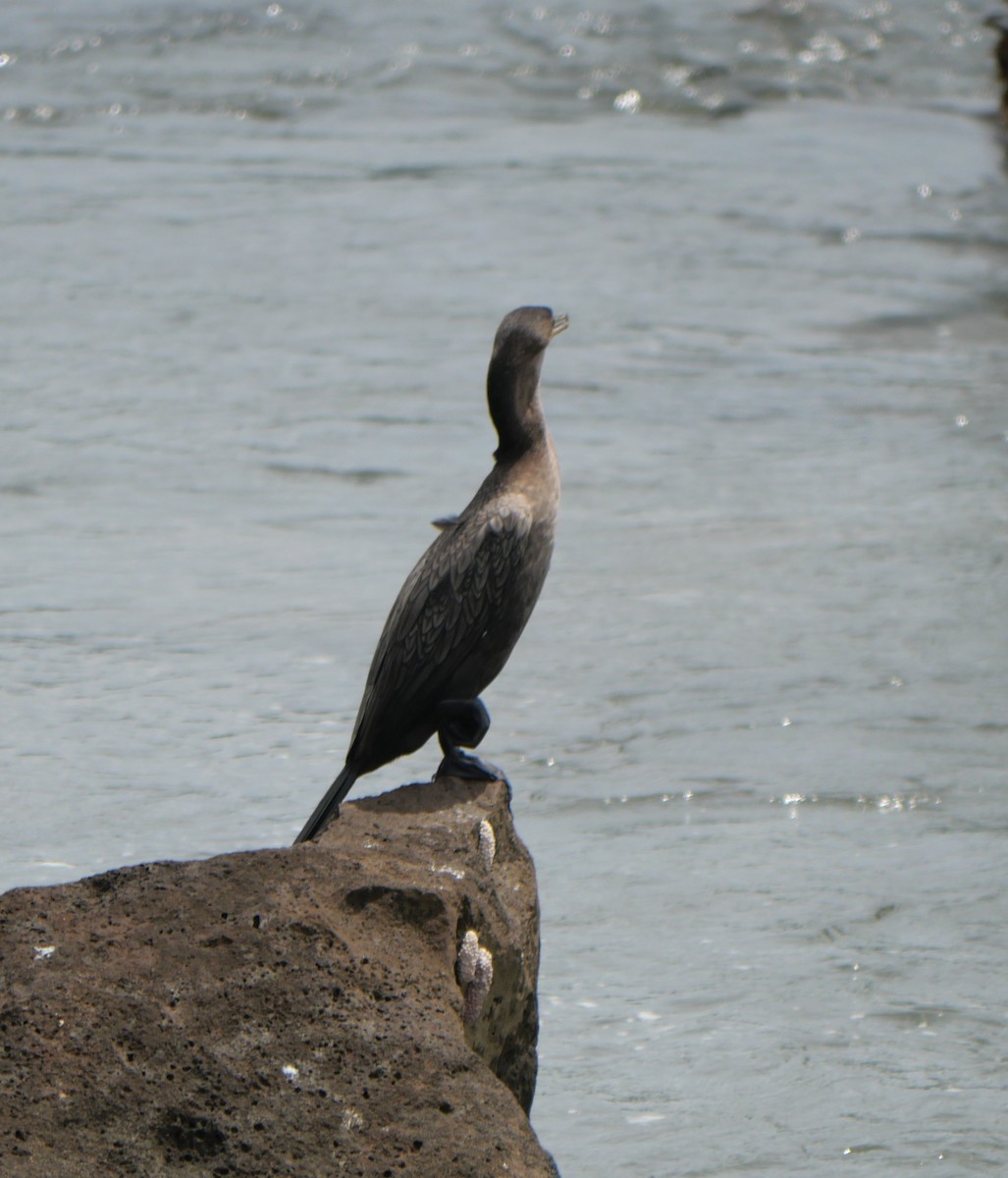 Neotropic Cormorant - ML647106293