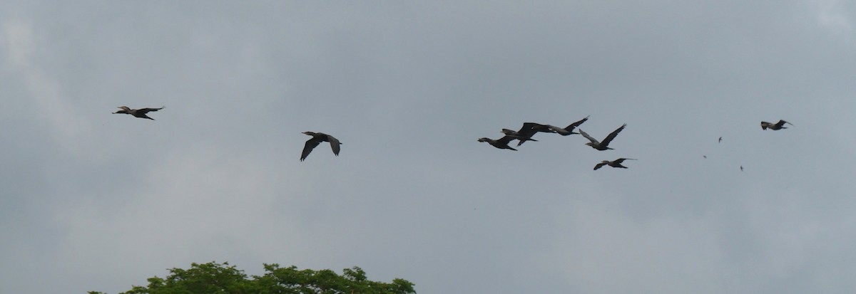 Neotropic Cormorant - ML647106294