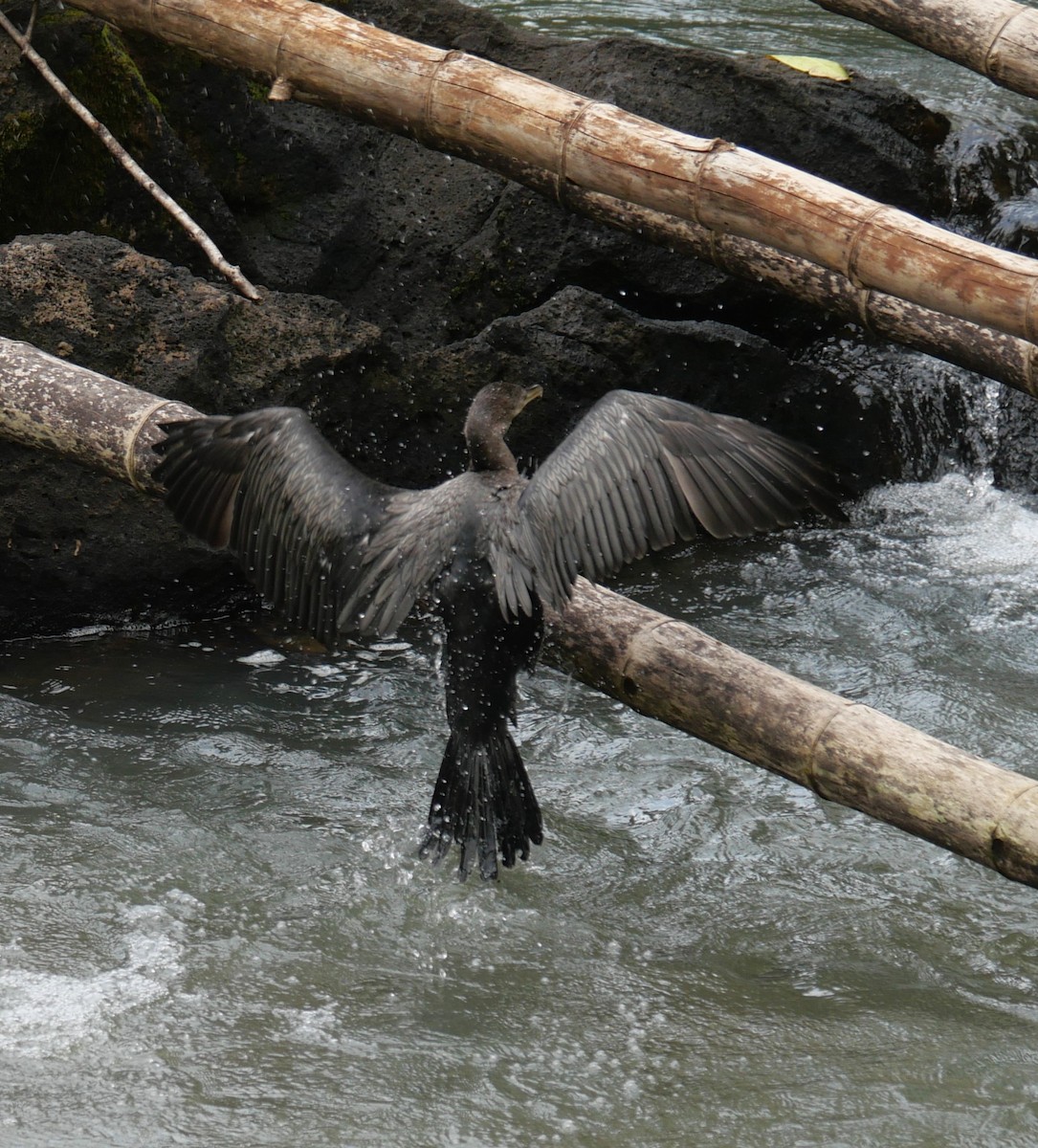 Neotropic Cormorant - ML647106295