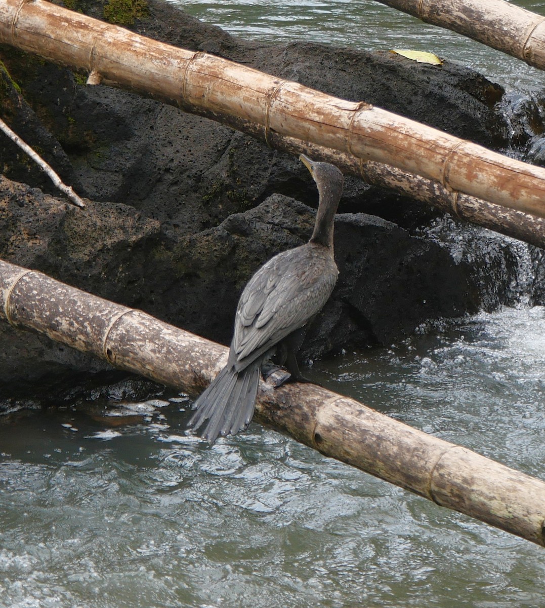 Neotropic Cormorant - ML647106296