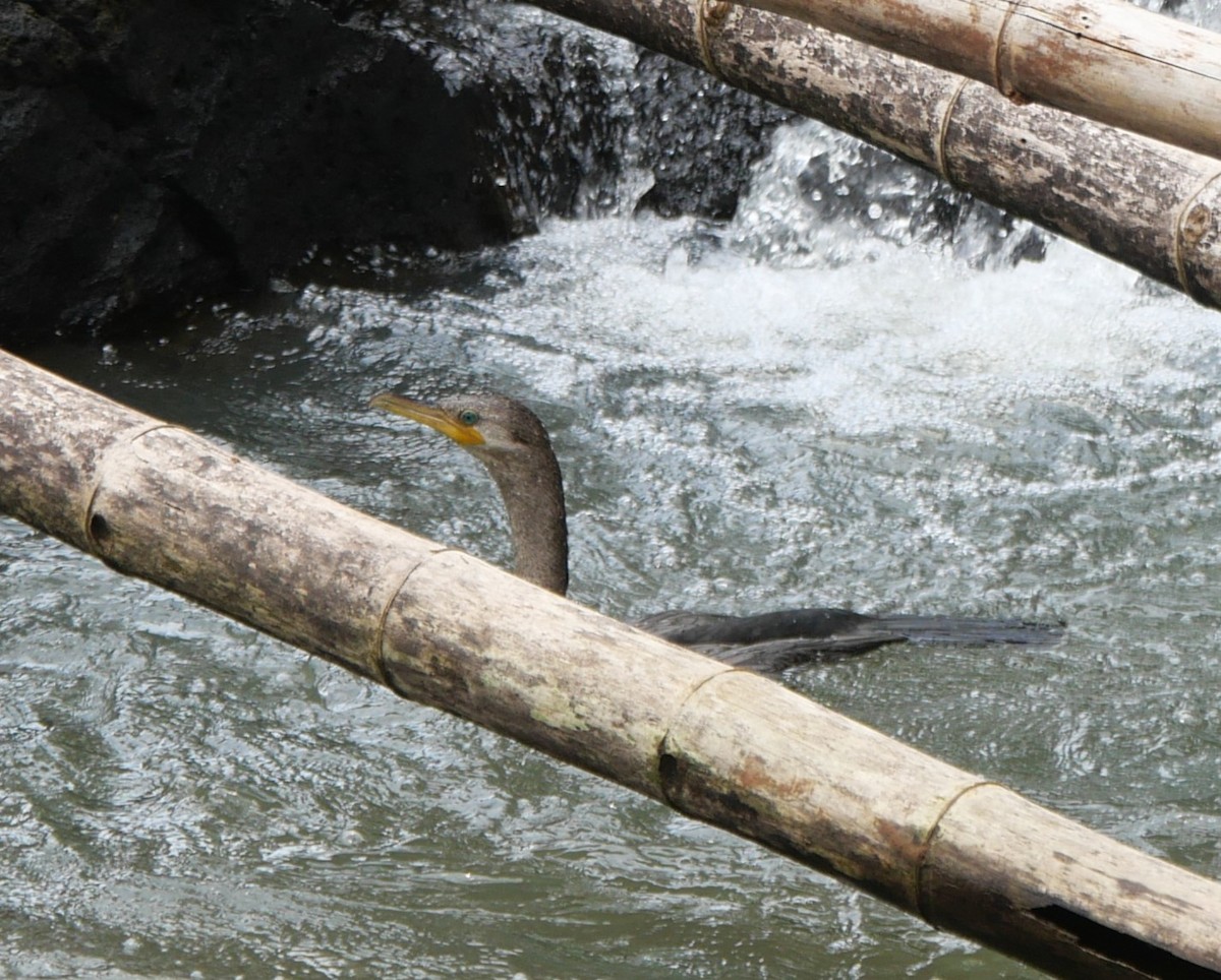 Neotropic Cormorant - ML647106297