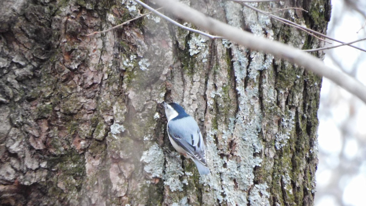 White-breasted Nuthatch - ML647106304