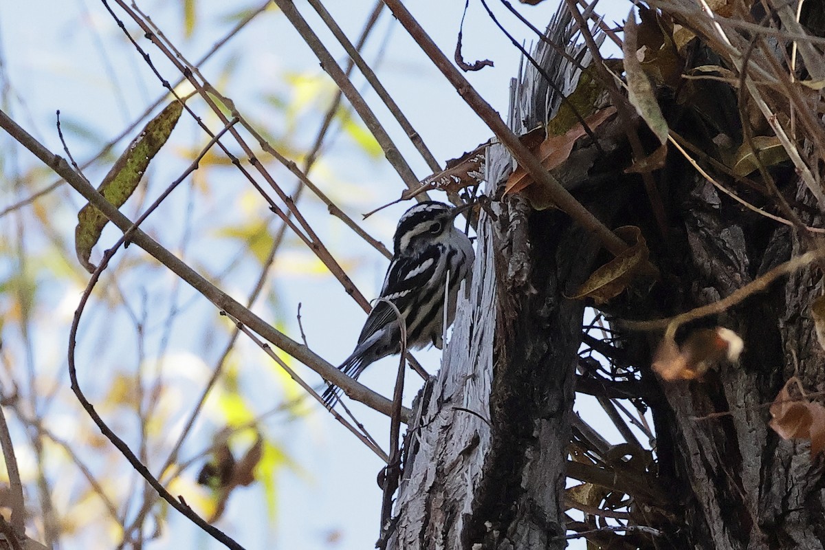 シロクロアメリカムシクイ - ML647106312