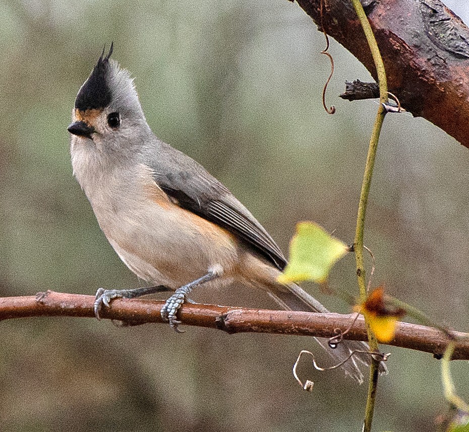 sýkora černochocholatá - ML647106319