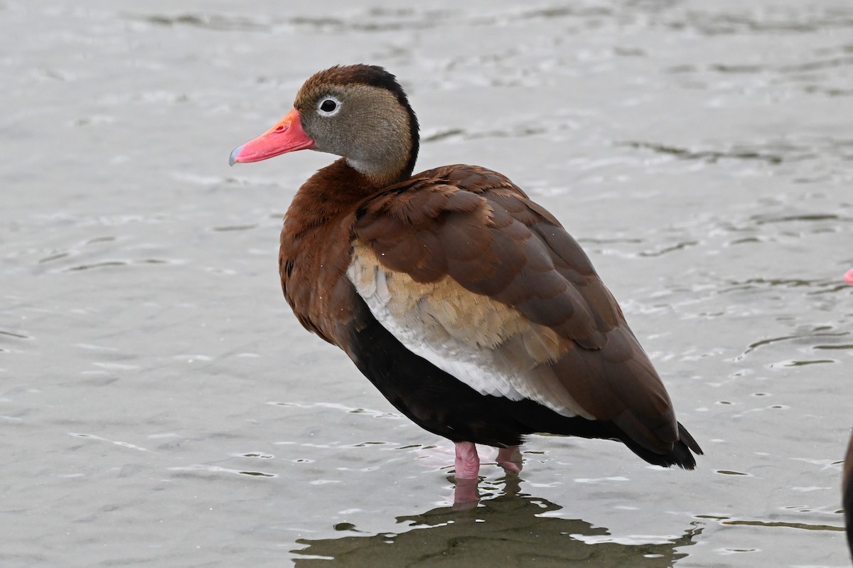 Black-bellied Whistling-Duck - ML647106321