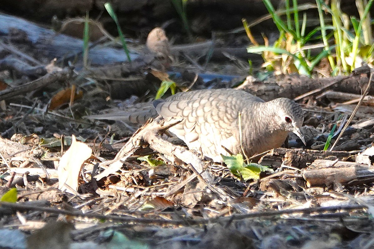 Inca Dove - ML647106323