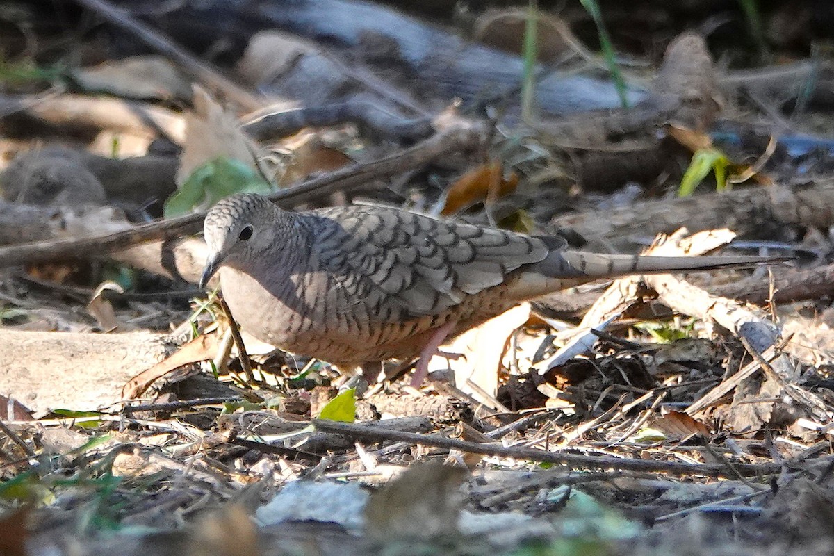 Inca Dove - ML647106324