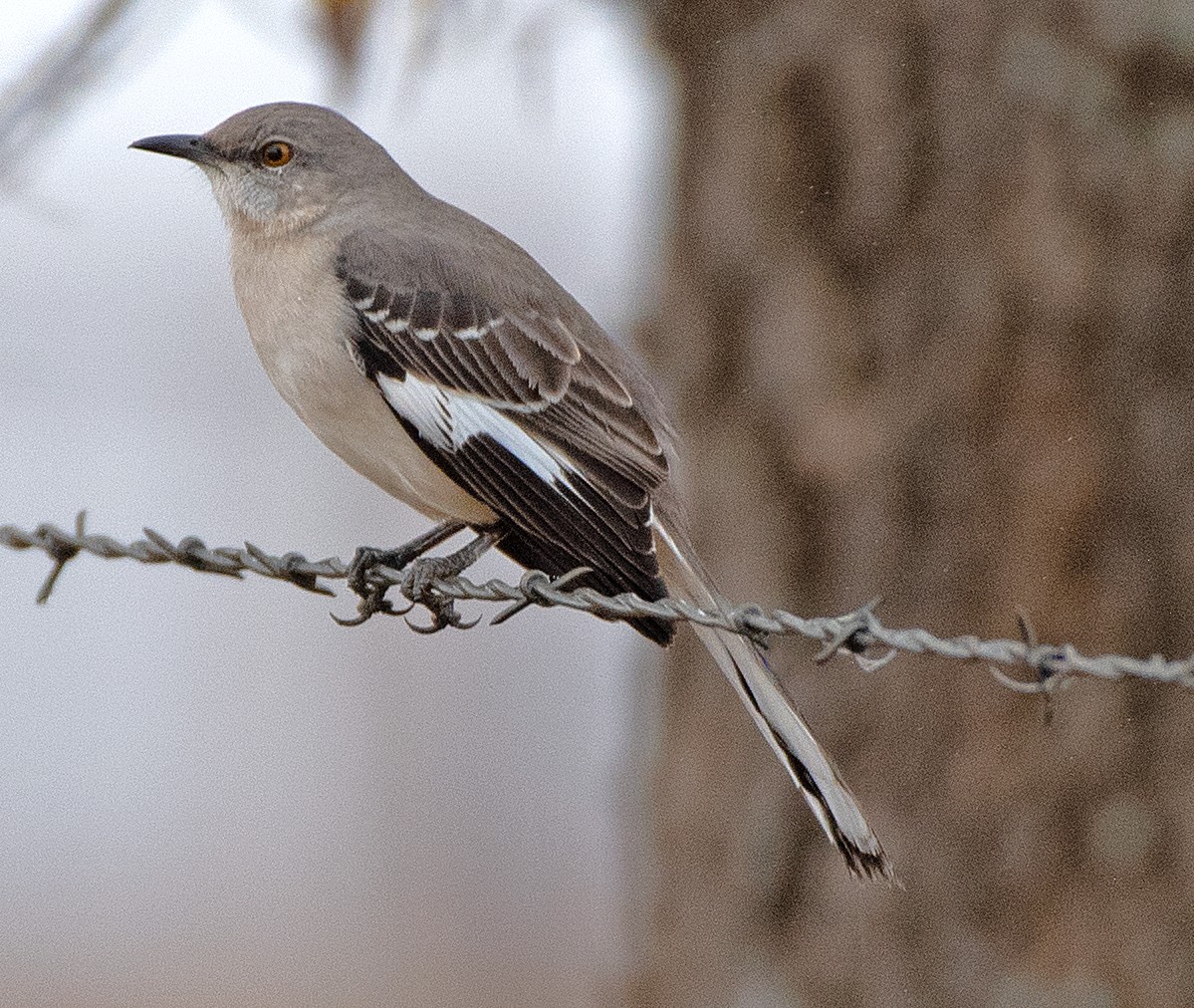 חקיינית צפונית - ML647106325