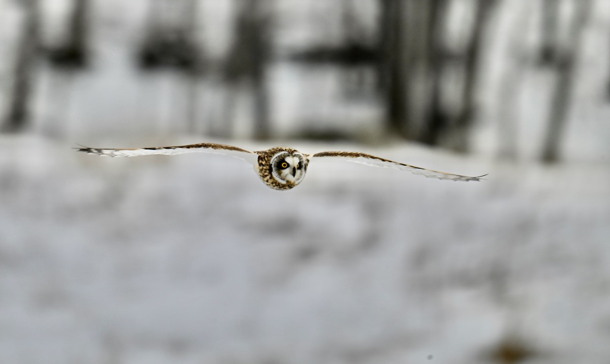 Gufo di palude - ML647106327