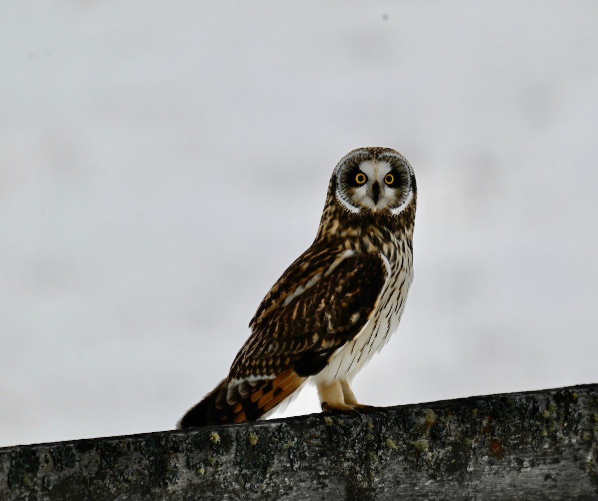 Gufo di palude - ML647106328