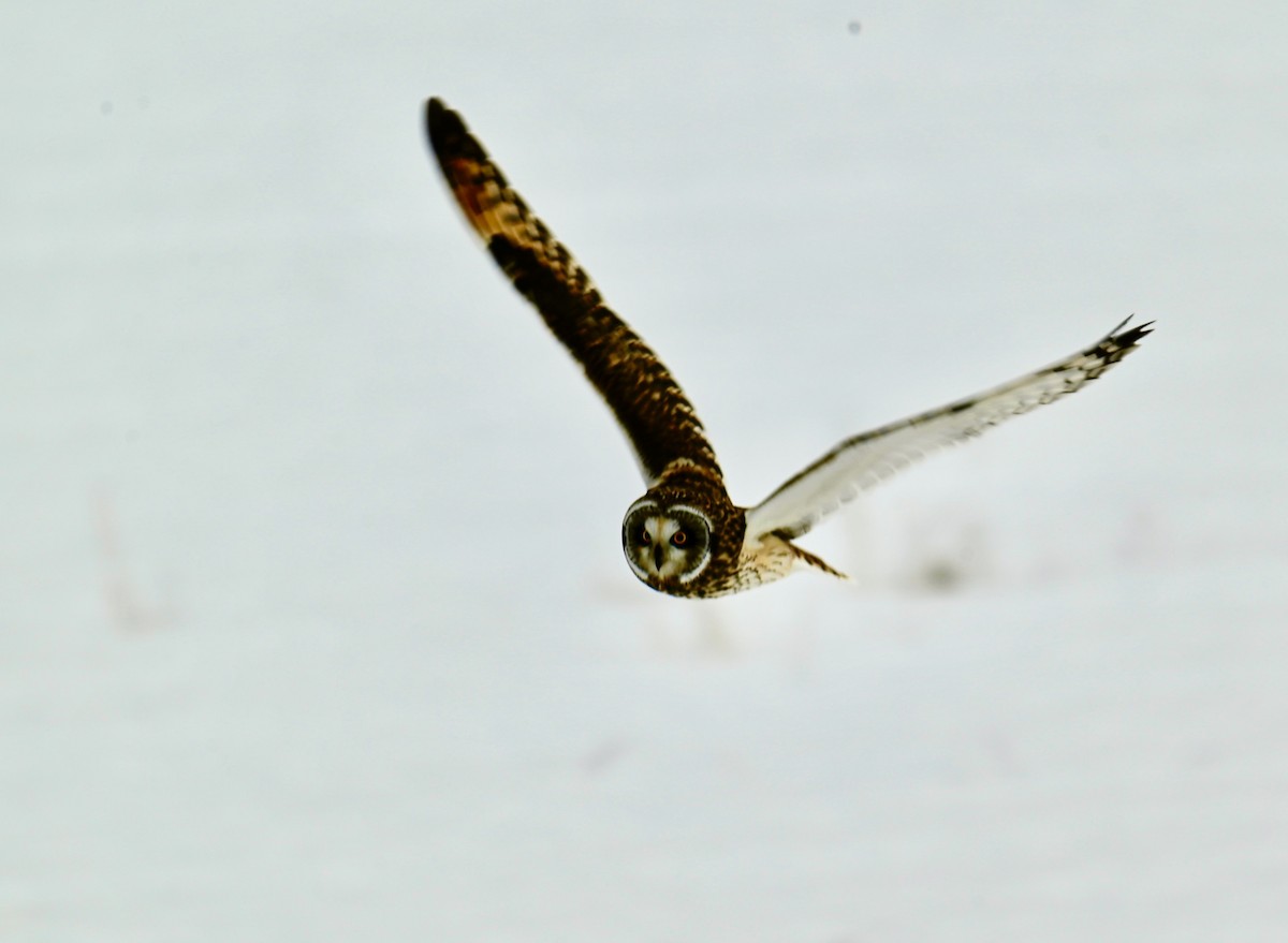 Gufo di palude - ML647106329