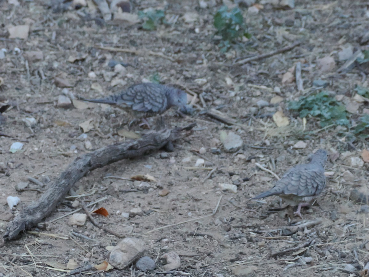 Inca Dove - ML647106331