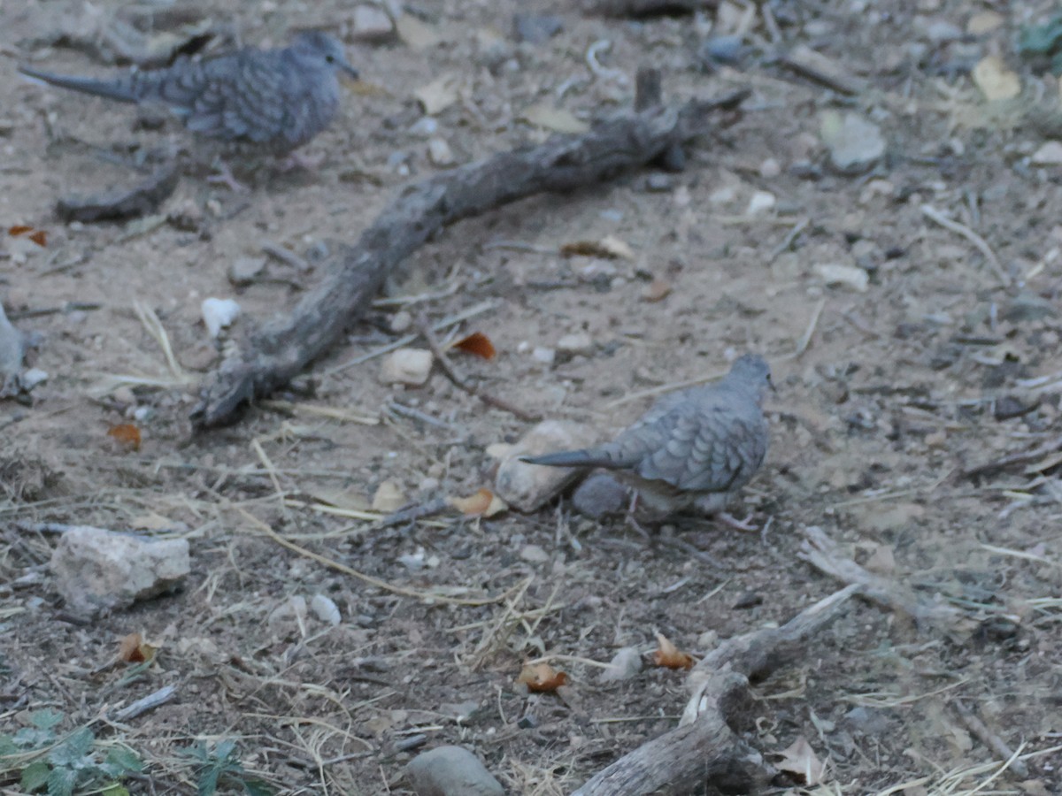 Inca Dove - ML647106332