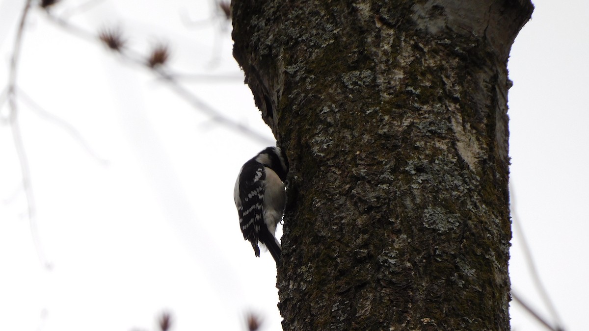 Downy Woodpecker - ML647106335