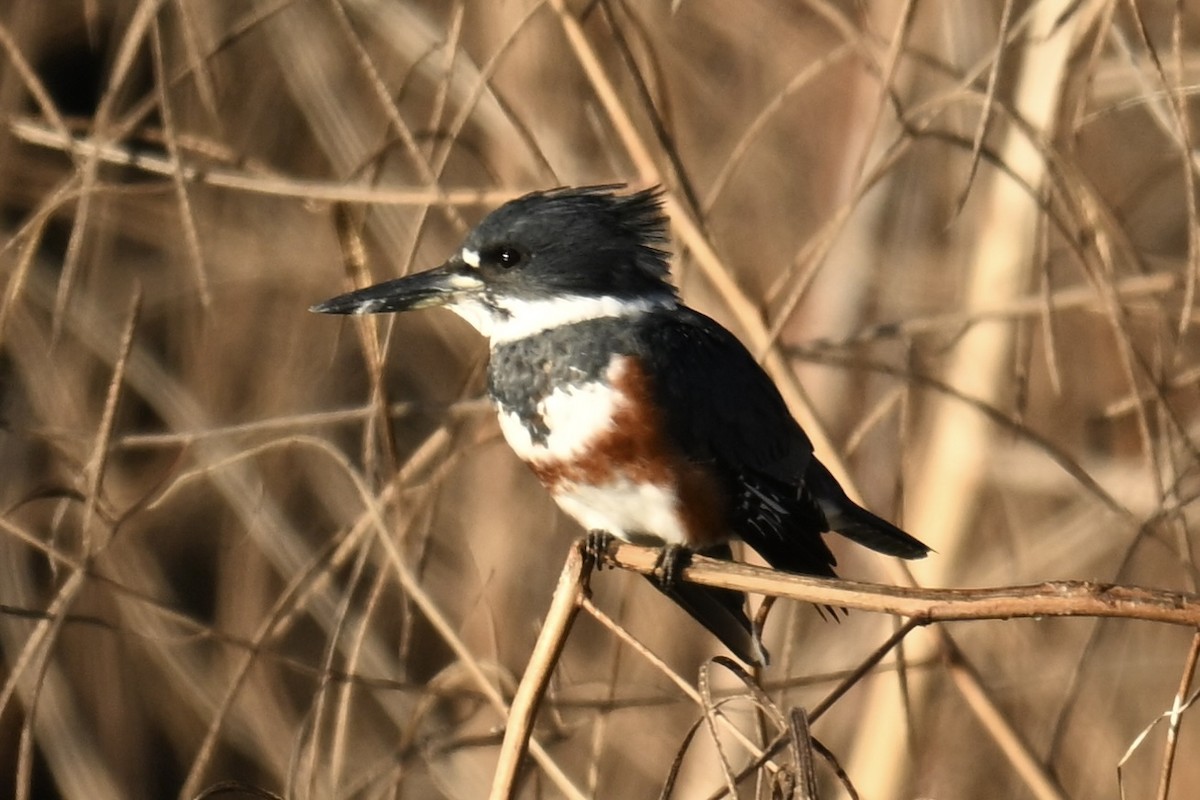 שלדג אמריקני - ML647106338