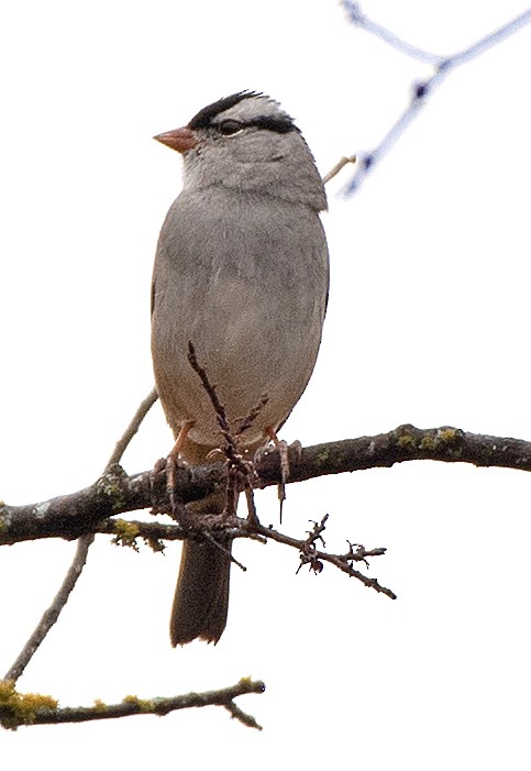 strnadec bělopásý - ML647106339