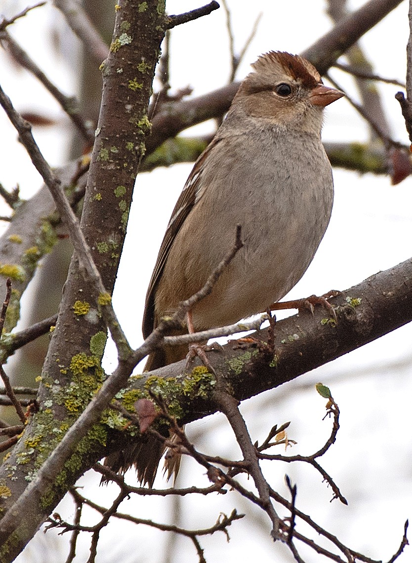 strnadec bělopásý - ML647106340