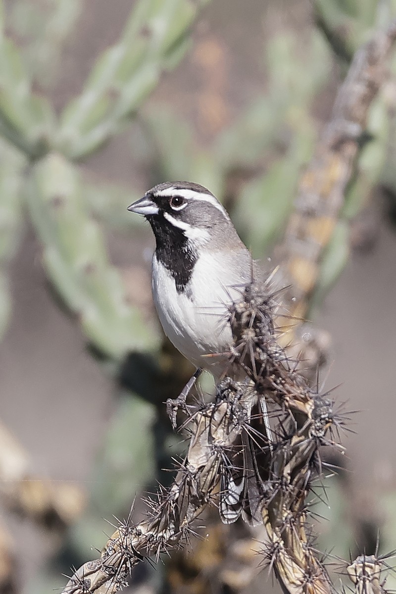 ノドグロヒメドリ - ML647106341