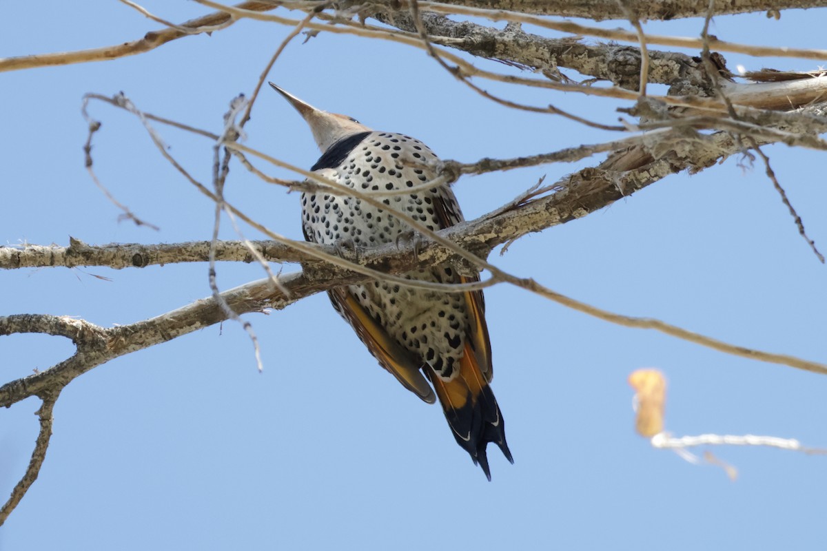 ハシボソキツツキ（luteus ｘ cafer） - ML647106351