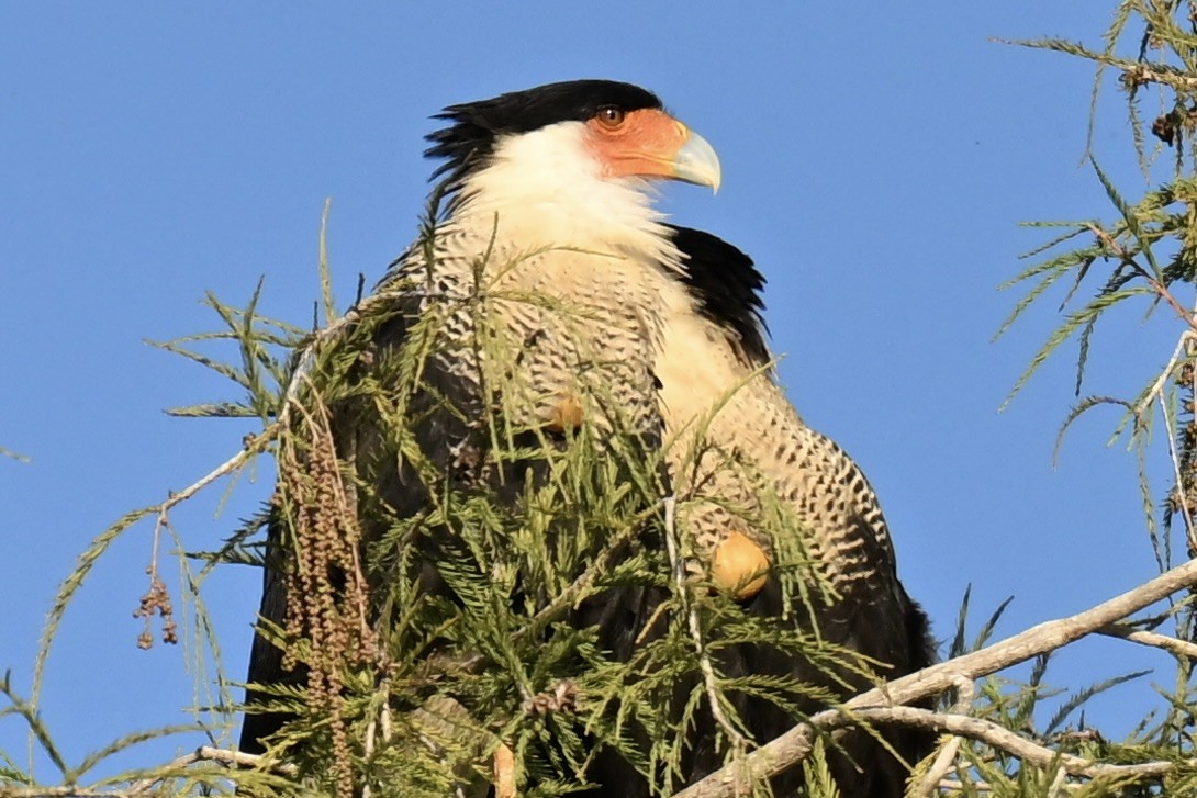 Crested Caracara - ML647106352